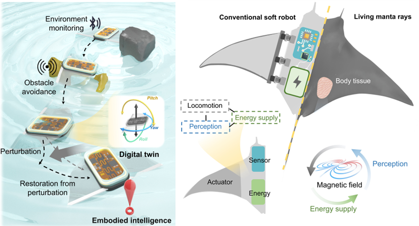 Embodied intelligence untethered soft robots